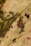 Rhinella margaritifera baby, Sani Lodge, Ecuador ID by John Sullivan.<br />
https://www.jungledragon.com/image/131772/rhinella_margaritifera_baby_-_frontal_sani_lodge_ecuador.html<br />
https://www.jungledragon.com/image/131773/rhinella_margaritifera_baby_-_size_reference_sani_lodge_ecuador.html<br />
 Ecuador,Ecuador 2021,Geotagged,Rhinella margaritifera,Sani Lodge,South America,South American common toad,Spring,World,Yasuni National Park