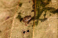 Rhinella margaritifera baby - frontal, Sani Lodge, Ecuador ID by John Sullivan.<br />
https://www.jungledragon.com/image/131771/rhinella_margaritifera_baby_sani_lodge_ecuador.html<br />
https://www.jungledragon.com/image/131773/rhinella_margaritifera_baby_-_size_reference_sani_lodge_ecuador.html<br />
Ecuador,Ecuador 2021,Geotagged,Rhinella margaritifera,Sani Lodge,South America,South American common toad,Spring,World,Yasuni National Park
