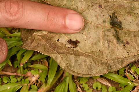 Rhinella margaritifera baby - size reference, Sani Lodge, Ecuador ID by John Sullivan.
https://www.jungledragon.com/image/131771/rhinella_margaritifera_baby_sani_lodge_ecuador.html
https://www.jungledragon.com/image/131772/rhinella_margaritifera_baby_-_frontal_sani_lodge_ecuador.html
 Ecuador,Ecuador 2021,Geotagged,Rhinella margaritifera,Sani Lodge,South America,South American common toad,Spring,World,Yasuni National Park