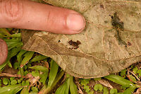 Rhinella margaritifera baby - size reference, Sani Lodge, Ecuador ID by John Sullivan.<br />
https://www.jungledragon.com/image/131771/rhinella_margaritifera_baby_sani_lodge_ecuador.html<br />
https://www.jungledragon.com/image/131772/rhinella_margaritifera_baby_-_frontal_sani_lodge_ecuador.html<br />
 Ecuador,Ecuador 2021,Geotagged,Rhinella margaritifera,Sani Lodge,South America,South American common toad,Spring,World,Yasuni National Park
