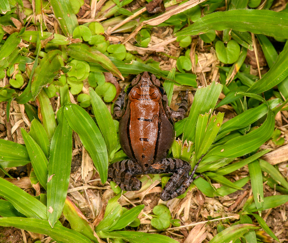 Leptodactylus pentadactylus, Sani Lodge, Ecuador <figure class="photo"><a href="https://www.jungledragon.com/image/131777/leptodactylus_pentadactylus_-_side_view_sani_lodge_ecuador.html" title="Leptodactylus pentadactylus - side view, Sani Lodge, Ecuador"><img src="https://s3.amazonaws.com/media.jungledragon.com/images/2/131777_thumb.jpg?AWSAccessKeyId=05GMT0V3GWVNE7GGM1R2&Expires=1759968010&Signature=0HRuEEVoAylh7mUJZeYPZ6FMwYs%3D" width="200" height="134" alt="Leptodactylus pentadactylus - side view, Sani Lodge, Ecuador https://www.jungledragon.com/image/131775/leptodactylus_stenodema_sani_lodge_ecuador.html<br />
https://www.jungledragon.com/image/131776/leptodactylus_stenodema_-_frontal_sani_lodge_ecuador.html<br />
https://www.jungledragon.com/image/131778/leptodactylus_stenodema_-_portrait_sani_lodge_ecuador.html<br />
 Ecuador,Ecuador 2021,Geotagged,Leptodactylus pentadactylus,Sani Lodge,Smoky Jungle Frog,South America,Spring,World,Yasuni National Park" /></a></figure><br />
<figure class="photo"><a href="https://www.jungledragon.com/image/131776/leptodactylus_pentadactylus_-_frontal_sani_lodge_ecuador.html" title="Leptodactylus pentadactylus - frontal, Sani Lodge, Ecuador"><img src="https://s3.amazonaws.com/media.jungledragon.com/images/2/131776_thumb.jpg?AWSAccessKeyId=05GMT0V3GWVNE7GGM1R2&Expires=1759968010&Signature=sZwDGtWnJh2HBTU3GKQABGbaBfQ%3D" width="200" height="134" alt="Leptodactylus pentadactylus - frontal, Sani Lodge, Ecuador https://www.jungledragon.com/image/131775/leptodactylus_stenodema_sani_lodge_ecuador.html<br />
https://www.jungledragon.com/image/131777/leptodactylus_stenodema_-_side_view_sani_lodge_ecuador.html<br />
https://www.jungledragon.com/image/131778/leptodactylus_stenodema_-_portrait_sani_lodge_ecuador.html Ecuador,Ecuador 2021,Geotagged,Leptodactylus pentadactylus,Sani Lodge,Smoky Jungle Frog,South America,Spring,World,Yasuni National Park" /></a></figure><br />
<figure class="photo"><a href="https://www.jungledragon.com/image/131778/leptodactylus_pentadactylus_-_portrait_sani_lodge_ecuador.html" title="Leptodactylus pentadactylus - portrait, Sani Lodge, Ecuador"><img src="https://s3.amazonaws.com/media.jungledragon.com/images/2/131778_thumb.jpg?AWSAccessKeyId=05GMT0V3GWVNE7GGM1R2&Expires=1759968010&Signature=4uV2mCiyeqebpyVXwf4Z4DcuiZg%3D" width="200" height="134" alt="Leptodactylus pentadactylus - portrait, Sani Lodge, Ecuador https://www.jungledragon.com/image/131775/leptodactylus_stenodema_sani_lodge_ecuador.html<br />
https://www.jungledragon.com/image/131777/leptodactylus_stenodema_-_side_view_sani_lodge_ecuador.html<br />
https://www.jungledragon.com/image/131776/leptodactylus_stenodema_-_frontal_sani_lodge_ecuador.html Ecuador,Ecuador 2021,Geotagged,Leptodactylus pentadactylus,Sani Lodge,Smoky Jungle Frog,South America,Spring,World,Yasuni National Park" /></a></figure> Ecuador,Ecuador 2021,Geotagged,Leptodactylus pentadactylus,Sani Lodge,Smoky Jungle Frog,South America,Spring,World,Yasuni National Park