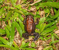 Leptodactylus pentadactylus, Sani Lodge, Ecuador https://www.jungledragon.com/image/131777/leptodactylus_stenodema_-_side_view_sani_lodge_ecuador.html<br />
https://www.jungledragon.com/image/131776/leptodactylus_stenodema_-_frontal_sani_lodge_ecuador.html<br />
https://www.jungledragon.com/image/131778/leptodactylus_stenodema_-_portrait_sani_lodge_ecuador.html Ecuador,Ecuador 2021,Geotagged,Leptodactylus pentadactylus,Sani Lodge,Smoky Jungle Frog,South America,Spring,World,Yasuni National Park