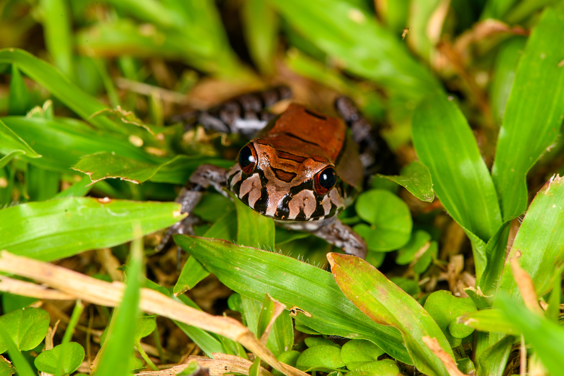 Leptodactylus pentadactylus - frontal, Sani Lodge, Ecuador <figure class="photo"><a href="https://www.jungledragon.com/image/131775/leptodactylus_pentadactylus_sani_lodge_ecuador.html" title="Leptodactylus pentadactylus, Sani Lodge, Ecuador"><img src="https://s3.amazonaws.com/media.jungledragon.com/images/2/131775_thumb.jpg?AWSAccessKeyId=05GMT0V3GWVNE7GGM1R2&Expires=1759968010&Signature=AW2gm7OX90cqkibjqnqw6acJLfE%3D" width="200" height="170" alt="Leptodactylus pentadactylus, Sani Lodge, Ecuador https://www.jungledragon.com/image/131777/leptodactylus_stenodema_-_side_view_sani_lodge_ecuador.html<br />
https://www.jungledragon.com/image/131776/leptodactylus_stenodema_-_frontal_sani_lodge_ecuador.html<br />
https://www.jungledragon.com/image/131778/leptodactylus_stenodema_-_portrait_sani_lodge_ecuador.html Ecuador,Ecuador 2021,Geotagged,Leptodactylus pentadactylus,Sani Lodge,Smoky Jungle Frog,South America,Spring,World,Yasuni National Park" /></a></figure><br />
<figure class="photo"><a href="https://www.jungledragon.com/image/131777/leptodactylus_pentadactylus_-_side_view_sani_lodge_ecuador.html" title="Leptodactylus pentadactylus - side view, Sani Lodge, Ecuador"><img src="https://s3.amazonaws.com/media.jungledragon.com/images/2/131777_thumb.jpg?AWSAccessKeyId=05GMT0V3GWVNE7GGM1R2&Expires=1759968010&Signature=0HRuEEVoAylh7mUJZeYPZ6FMwYs%3D" width="200" height="134" alt="Leptodactylus pentadactylus - side view, Sani Lodge, Ecuador https://www.jungledragon.com/image/131775/leptodactylus_stenodema_sani_lodge_ecuador.html<br />
https://www.jungledragon.com/image/131776/leptodactylus_stenodema_-_frontal_sani_lodge_ecuador.html<br />
https://www.jungledragon.com/image/131778/leptodactylus_stenodema_-_portrait_sani_lodge_ecuador.html<br />
 Ecuador,Ecuador 2021,Geotagged,Leptodactylus pentadactylus,Sani Lodge,Smoky Jungle Frog,South America,Spring,World,Yasuni National Park" /></a></figure><br />
<figure class="photo"><a href="https://www.jungledragon.com/image/131778/leptodactylus_pentadactylus_-_portrait_sani_lodge_ecuador.html" title="Leptodactylus pentadactylus - portrait, Sani Lodge, Ecuador"><img src="https://s3.amazonaws.com/media.jungledragon.com/images/2/131778_thumb.jpg?AWSAccessKeyId=05GMT0V3GWVNE7GGM1R2&Expires=1759968010&Signature=4uV2mCiyeqebpyVXwf4Z4DcuiZg%3D" width="200" height="134" alt="Leptodactylus pentadactylus - portrait, Sani Lodge, Ecuador https://www.jungledragon.com/image/131775/leptodactylus_stenodema_sani_lodge_ecuador.html<br />
https://www.jungledragon.com/image/131777/leptodactylus_stenodema_-_side_view_sani_lodge_ecuador.html<br />
https://www.jungledragon.com/image/131776/leptodactylus_stenodema_-_frontal_sani_lodge_ecuador.html Ecuador,Ecuador 2021,Geotagged,Leptodactylus pentadactylus,Sani Lodge,Smoky Jungle Frog,South America,Spring,World,Yasuni National Park" /></a></figure> Ecuador,Ecuador 2021,Geotagged,Leptodactylus pentadactylus,Sani Lodge,Smoky Jungle Frog,South America,Spring,World,Yasuni National Park