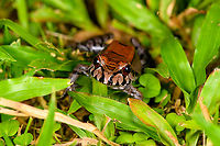Leptodactylus pentadactylus - frontal, Sani Lodge, Ecuador https://www.jungledragon.com/image/131775/leptodactylus_stenodema_sani_lodge_ecuador.html<br />
https://www.jungledragon.com/image/131777/leptodactylus_stenodema_-_side_view_sani_lodge_ecuador.html<br />
https://www.jungledragon.com/image/131778/leptodactylus_stenodema_-_portrait_sani_lodge_ecuador.html Ecuador,Ecuador 2021,Geotagged,Leptodactylus pentadactylus,Sani Lodge,Smoky Jungle Frog,South America,Spring,World,Yasuni National Park