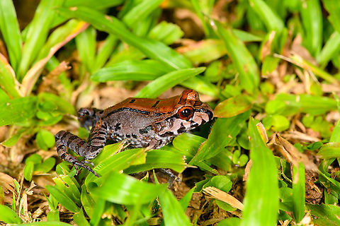 Leptodactylus pentadactylus - side view, Sani Lodge, Ecuador https://www.jungledragon.com/image/131775/leptodactylus_stenodema_sani_lodge_ecuador.html
https://www.jungledragon.com/image/131776/leptodactylus_stenodema_-_frontal_sani_lodge_ecuador.html
https://www.jungledragon.com/image/131778/leptodactylus_stenodema_-_portrait_sani_lodge_ecuador.html
 Ecuador,Ecuador 2021,Geotagged,Leptodactylus pentadactylus,Sani Lodge,Smoky Jungle Frog,South America,Spring,World,Yasuni National Park