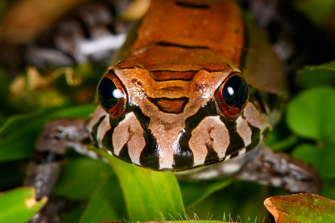 Leptodactylus pentadactylus - portrait, Sani Lodge, Ecuador <figure class="photo"><a href="https://www.jungledragon.com/image/131775/leptodactylus_pentadactylus_sani_lodge_ecuador.html" title="Leptodactylus pentadactylus, Sani Lodge, Ecuador"><img src="https://s3.amazonaws.com/media.jungledragon.com/images/2/131775_thumb.jpg?AWSAccessKeyId=05GMT0V3GWVNE7GGM1R2&Expires=1759968010&Signature=AW2gm7OX90cqkibjqnqw6acJLfE%3D" width="200" height="170" alt="Leptodactylus pentadactylus, Sani Lodge, Ecuador https://www.jungledragon.com/image/131777/leptodactylus_stenodema_-_side_view_sani_lodge_ecuador.html<br />
https://www.jungledragon.com/image/131776/leptodactylus_stenodema_-_frontal_sani_lodge_ecuador.html<br />
https://www.jungledragon.com/image/131778/leptodactylus_stenodema_-_portrait_sani_lodge_ecuador.html Ecuador,Ecuador 2021,Geotagged,Leptodactylus pentadactylus,Sani Lodge,Smoky Jungle Frog,South America,Spring,World,Yasuni National Park" /></a></figure><br />
<figure class="photo"><a href="https://www.jungledragon.com/image/131777/leptodactylus_pentadactylus_-_side_view_sani_lodge_ecuador.html" title="Leptodactylus pentadactylus - side view, Sani Lodge, Ecuador"><img src="https://s3.amazonaws.com/media.jungledragon.com/images/2/131777_thumb.jpg?AWSAccessKeyId=05GMT0V3GWVNE7GGM1R2&Expires=1759968010&Signature=0HRuEEVoAylh7mUJZeYPZ6FMwYs%3D" width="200" height="134" alt="Leptodactylus pentadactylus - side view, Sani Lodge, Ecuador https://www.jungledragon.com/image/131775/leptodactylus_stenodema_sani_lodge_ecuador.html<br />
https://www.jungledragon.com/image/131776/leptodactylus_stenodema_-_frontal_sani_lodge_ecuador.html<br />
https://www.jungledragon.com/image/131778/leptodactylus_stenodema_-_portrait_sani_lodge_ecuador.html<br />
 Ecuador,Ecuador 2021,Geotagged,Leptodactylus pentadactylus,Sani Lodge,Smoky Jungle Frog,South America,Spring,World,Yasuni National Park" /></a></figure><br />
<figure class="photo"><a href="https://www.jungledragon.com/image/131776/leptodactylus_pentadactylus_-_frontal_sani_lodge_ecuador.html" title="Leptodactylus pentadactylus - frontal, Sani Lodge, Ecuador"><img src="https://s3.amazonaws.com/media.jungledragon.com/images/2/131776_thumb.jpg?AWSAccessKeyId=05GMT0V3GWVNE7GGM1R2&Expires=1759968010&Signature=sZwDGtWnJh2HBTU3GKQABGbaBfQ%3D" width="200" height="134" alt="Leptodactylus pentadactylus - frontal, Sani Lodge, Ecuador https://www.jungledragon.com/image/131775/leptodactylus_stenodema_sani_lodge_ecuador.html<br />
https://www.jungledragon.com/image/131777/leptodactylus_stenodema_-_side_view_sani_lodge_ecuador.html<br />
https://www.jungledragon.com/image/131778/leptodactylus_stenodema_-_portrait_sani_lodge_ecuador.html Ecuador,Ecuador 2021,Geotagged,Leptodactylus pentadactylus,Sani Lodge,Smoky Jungle Frog,South America,Spring,World,Yasuni National Park" /></a></figure> Ecuador,Ecuador 2021,Geotagged,Leptodactylus pentadactylus,Sani Lodge,Smoky Jungle Frog,South America,Spring,World,Yasuni National Park