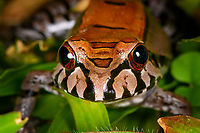Leptodactylus pentadactylus - portrait, Sani Lodge, Ecuador https://www.jungledragon.com/image/131775/leptodactylus_stenodema_sani_lodge_ecuador.html<br />
https://www.jungledragon.com/image/131777/leptodactylus_stenodema_-_side_view_sani_lodge_ecuador.html<br />
https://www.jungledragon.com/image/131776/leptodactylus_stenodema_-_frontal_sani_lodge_ecuador.html Ecuador,Ecuador 2021,Geotagged,Leptodactylus pentadactylus,Sani Lodge,Smoky Jungle Frog,South America,Spring,World,Yasuni National Park