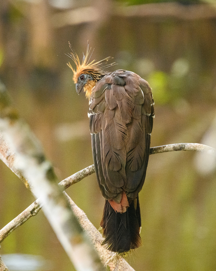 Hoatzin in the morning, Sani Lodge, Ecuador Best bird ever. Ecuador,Ecuador 2021,Geotagged,Hoatzin,Opisthocomus hoazin,Sani Lodge,South America,Spring,World,Yasuni National Park
