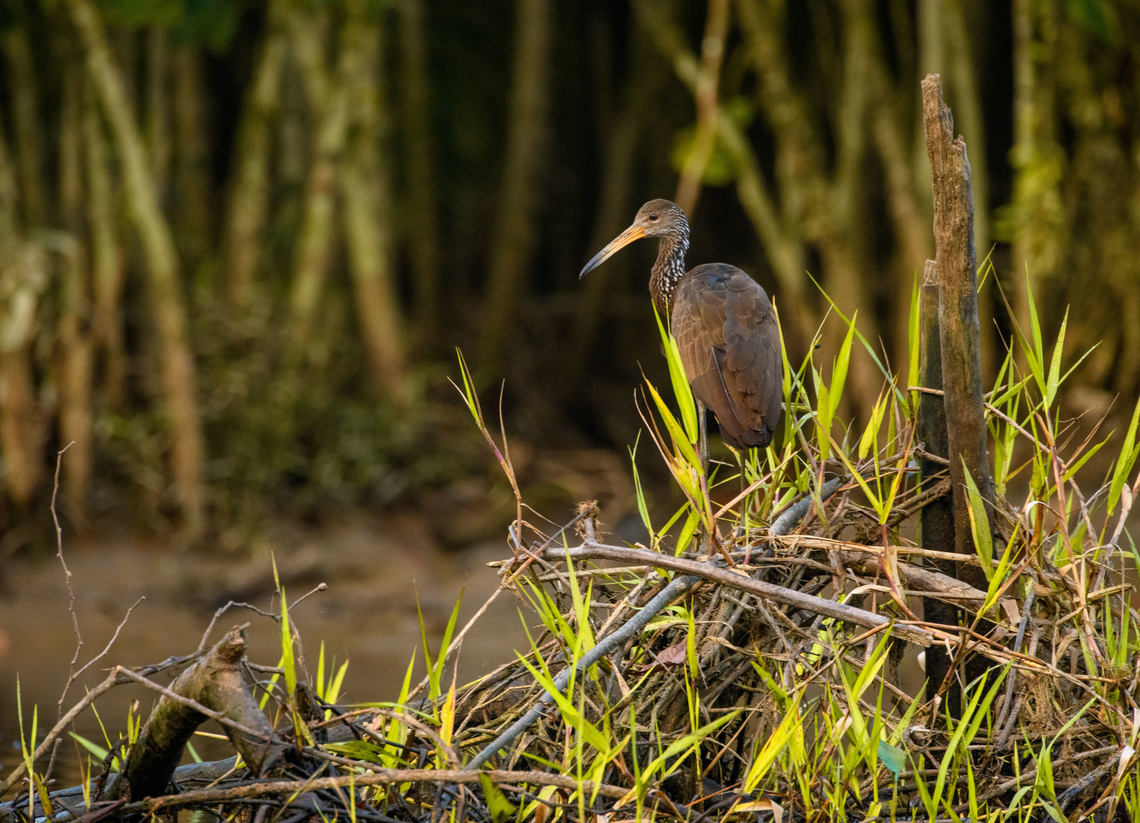 Limpkin at dawn, Sani Lodge, Ecuador  Aramus guarauna,Ecuador,Ecuador 2021,Geotagged,Limpkin,Sani Lodge,South America,Spring,World,Yasuni National Park