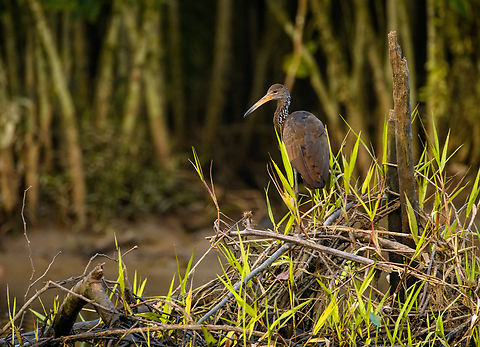 Limpkin at dawn, Sani Lodge, Ecuador  Aramus guarauna,Ecuador,Ecuador 2021,Geotagged,Limpkin,Sani Lodge,South America,Spring,World,Yasuni National Park