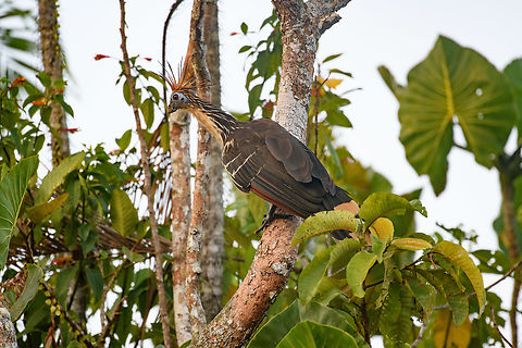 Hoatzin perched in the morning, Sani Lodge, Ecuador  Ecuador,Ecuador 2021,Geotagged,Hoatzin,Opisthocomus hoazin,Sani Lodge,South America,Spring,World,Yasuni National Park