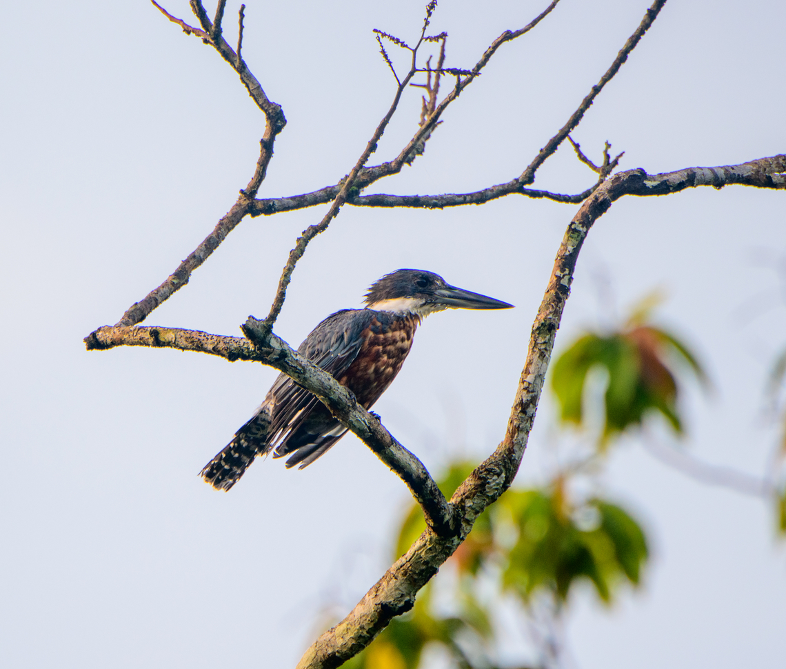 Ringed Kingfisher, Sani Lodge, Ecuador After a fresh splash. Ecuador,Ecuador 2021,Geotagged,Megaceryle torquata,Ringed Kingfisher,Sani Lodge,South America,Spring,World,Yasuni National Park