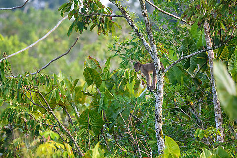White-fronted capuchin - pre jump, Sani Lodge, Ecuador https://www.jungledragon.com/image/131784/white-fronted_capuchin_sani_lodge_ecuador.html Cebus albifrons,Ecuador,Ecuador 2021,Geotagged,Sani Lodge,South America,Spring,White-fronted capuchin,World,Yasuni National Park