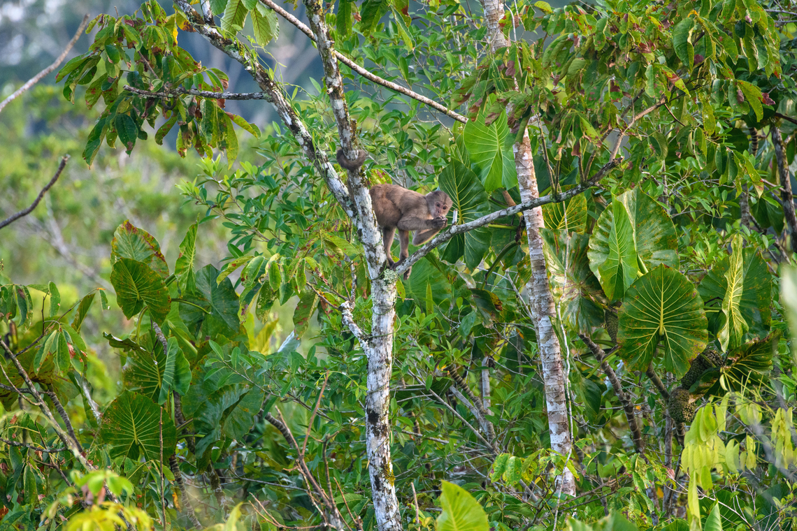 White-fronted capuchin, Sani Lodge, Ecuador <figure class="photo"><a href="https://www.jungledragon.com/image/131783/white-fronted_capuchin_-_pre_jump_sani_lodge_ecuador.html" title="White-fronted capuchin - pre jump, Sani Lodge, Ecuador"><img src="https://s3.amazonaws.com/media.jungledragon.com/images/2/131783_thumb.jpg?AWSAccessKeyId=05GMT0V3GWVNE7GGM1R2&Expires=1759968010&Signature=ZjIpvK5uRfQHowSOo9Gj23a2l2M%3D" width="200" height="134" alt="White-fronted capuchin - pre jump, Sani Lodge, Ecuador https://www.jungledragon.com/image/131784/white-fronted_capuchin_sani_lodge_ecuador.html Cebus albifrons,Ecuador,Ecuador 2021,Geotagged,Sani Lodge,South America,Spring,White-fronted capuchin,World,Yasuni National Park" /></a></figure> Cebus albifrons,Ecuador,Ecuador 2021,Geotagged,Sani Lodge,South America,Spring,White-fronted capuchin,World,Yasuni National Park