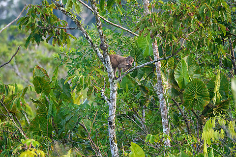 White-fronted capuchin, Sani Lodge, Ecuador https://www.jungledragon.com/image/131783/white-fronted_capuchin_-_pre_jump_sani_lodge_ecuador.html Cebus albifrons,Ecuador,Ecuador 2021,Geotagged,Sani Lodge,South America,Spring,White-fronted capuchin,World,Yasuni National Park