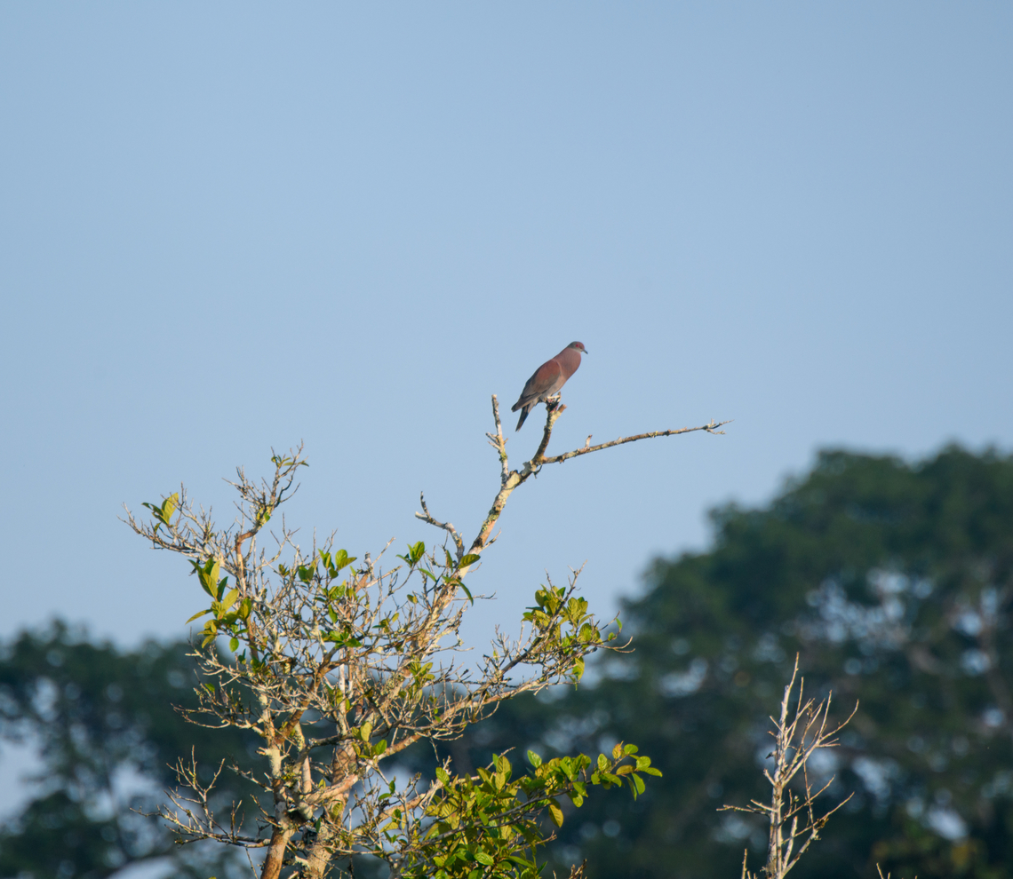 Pale-vented pigeon, Sani Lodge, Ecuador Remote observation. Ecuador,Ecuador 2021,Geotagged,Pale-vented pigeon,Patagioenas cayennensis,Sani Lodge,South America,Spring,World,Yasuni National Park