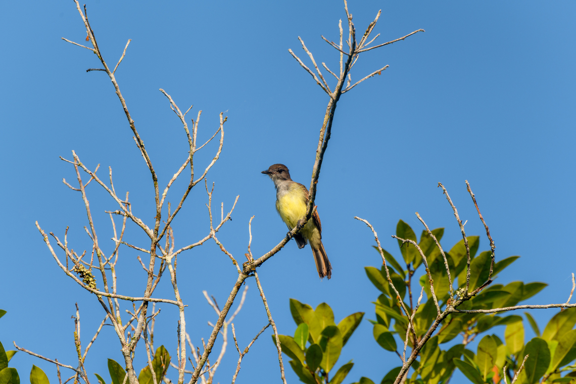 Short-crested flycatcher, Sani Lodge, Ecuador PS: this is the 1,000th photo of our trip:<br />
<br />
<a href="https://www.jungledragon.com/tag/80295/ecuador_2021.html" title="Ecuador 2021" class="tag"><em>1416</em>Ecuador 2021</a><br />
<br />
<br />
 Ecuador,Ecuador 2021,Geotagged,Sani Lodge,Short-crested flycatcher,South America,Spring,World,Yasuni National Park
