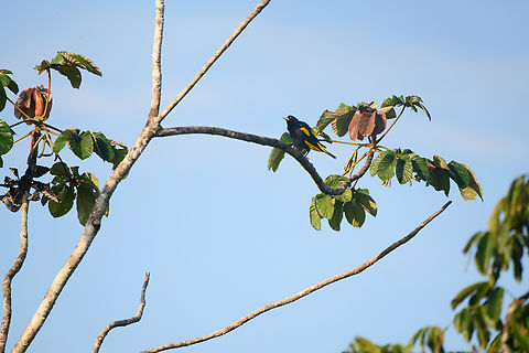 Yellow-rumped Cacique, Sani Lodge, Ecuador  Cacicus cela,Ecuador,Ecuador 2021,Geotagged,Sani Lodge,South America,Spring,World,Yasuni National Park,Yellow-rumped Cacique