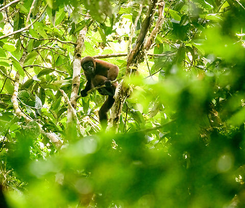 Brown woolly monkey, Sani Lodge, Ecuador https://www.jungledragon.com/image/131833/brown_woolly_monkey_sani_lodge_ecuador.html Brown woolly monkey,Ecuador,Ecuador 2021,Geotagged,Lagothrix lagotricha,Sani Lodge,South America,Spring,World,Yasuni National Park