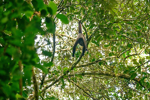 Brown woolly monkey, Sani Lodge, Ecuador https://www.jungledragon.com/image/131832/brown_woolly_monkey_sani_lodge_ecuador.html Brown woolly monkey,Ecuador,Ecuador 2021,Geotagged,Lagothrix lagotricha,Sani Lodge,South America,Spring,World,Yasuni National Park