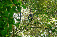 Brown woolly monkey, Sani Lodge, Ecuador https://www.jungledragon.com/image/131832/brown_woolly_monkey_sani_lodge_ecuador.html Brown woolly monkey,Ecuador,Ecuador 2021,Geotagged,Lagothrix lagotricha,Sani Lodge,South America,Spring,World,Yasuni National Park
