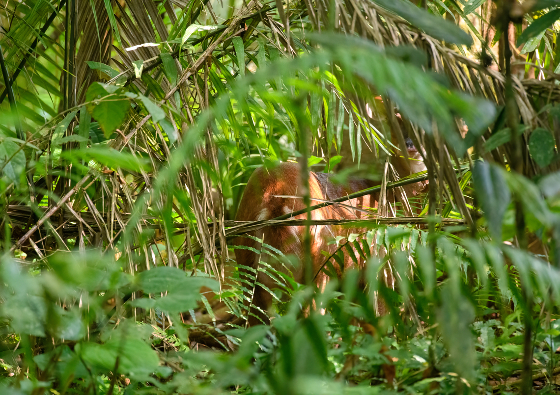 Red Brocket, Sani Lodge, Ecuador We heard it move in the distance and practiced our stealth to see how far we could sneak up to it. This is how far we got before it rocketed away. Ecuador,Ecuador 2021,Geotagged,Mazama americana,Red Brocket,Sani Lodge,South America,Spring,World,Yasuni National Park