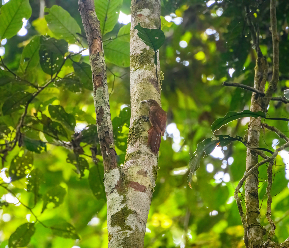 Amazonian barred woodcreeper, Sani Lodge, Ecuador Tentative ID, need to verify it as I have no notes for this observation.<br />
Update: confirmed ID by our guide. Amazonian barred woodcreeper,Dendrocolaptes certhia,Ecuador,Ecuador 2021,Geotagged,Sani Lodge,South America,Spring,World,Yasuni National Park