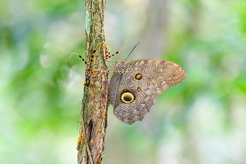 Battus barbicornis and Caligo, Sani Lodge, Ecuador A number of longhorn beetles (Battus barbicornis) and a giant owl butterfly (genus: Caligo) gather on a tree. Battus barbicornis,Batus barbicornis,Ecuador,Ecuador 2021,Geotagged,Sani Lodge,South America,Spring,World,Yasuni National Park
