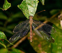 Adult owlfly (Haploglenius), Sani Lodge, Ecuador https://www.jungledragon.com/image/131844/adult_owlfly_haploglenius_-_side_view_sani_lodge_ecuador.html Ecuador,Ecuador 2021,Geotagged,Sani Lodge,South America,Spring,World,Yasuni National Park