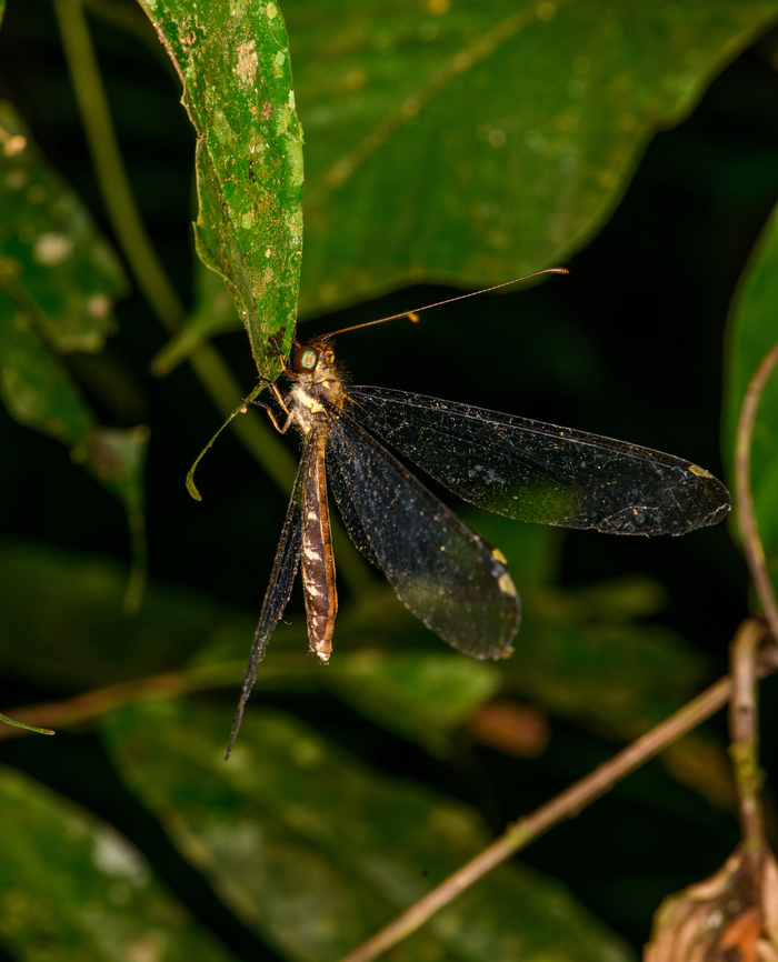 Adult owlfly (Haploglenius) - side view, Sani Lodge, Ecuador <figure class="photo"><a href="https://www.jungledragon.com/image/131843/adult_owlfly_haploglenius_sani_lodge_ecuador.html" title="Adult owlfly (Haploglenius), Sani Lodge, Ecuador"><img src="https://s3.amazonaws.com/media.jungledragon.com/images/2/131843_thumb.jpg?AWSAccessKeyId=05GMT0V3GWVNE7GGM1R2&Expires=1769040010&Signature=v3y9uPAeFzT%2Febtmvcw%2B0B8GCFE%3D" width="200" height="174" alt="Adult owlfly (Haploglenius), Sani Lodge, Ecuador https://www.jungledragon.com/image/131844/adult_owlfly_haploglenius_-_side_view_sani_lodge_ecuador.html Ecuador,Ecuador 2021,Geotagged,Sani Lodge,South America,Spring,World,Yasuni National Park" /></a></figure> Ecuador,Ecuador 2021,Geotagged,Sani Lodge,South America,Spring,World,Yasuni National Park