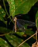 Adult owlfly (Haploglenius) - side view, Sani Lodge, Ecuador https://www.jungledragon.com/image/131843/adult_owlfly_haploglenius_sani_lodge_ecuador.html Ecuador,Ecuador 2021,Geotagged,Sani Lodge,South America,Spring,World,Yasuni National Park