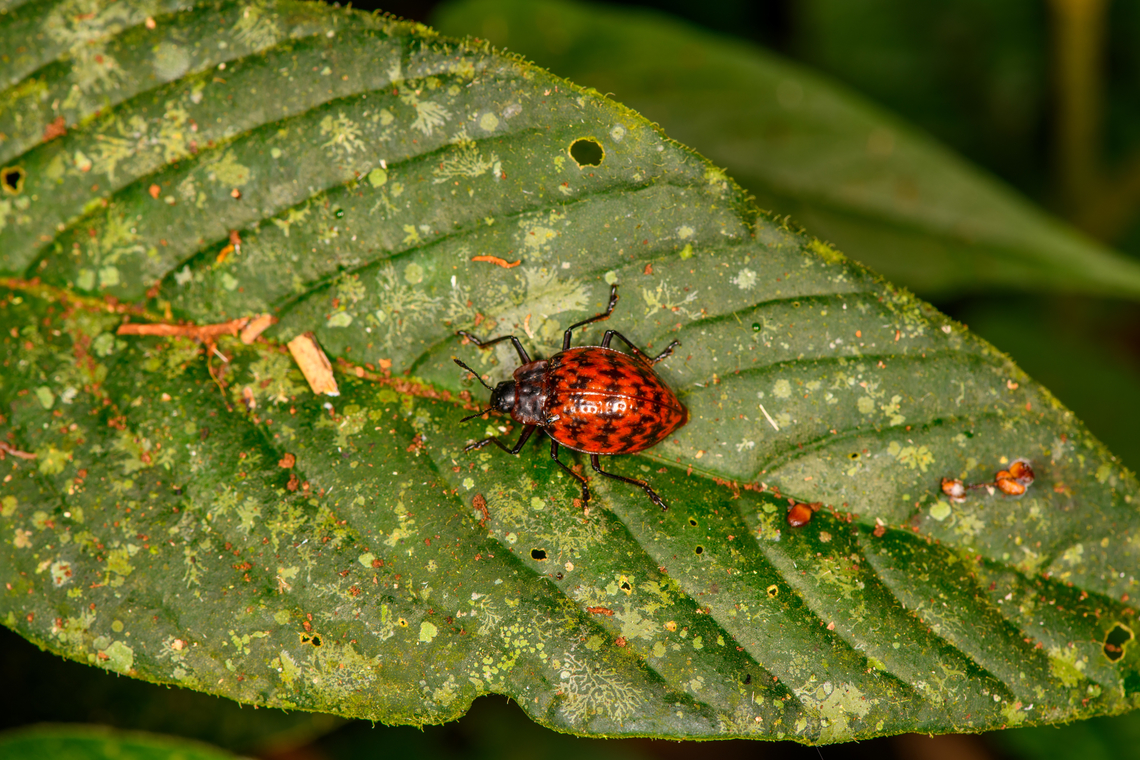 Pleasing fungus beetle (Erotylus sp.), Sani Lodge, Ecuador  Ecuador,Ecuador 2021,Geotagged,Sani Lodge,South America,Spring,World,Yasuni National Park