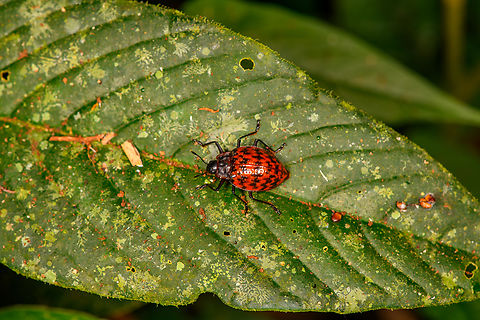Pleasing fungus beetle (Erotylus sp.), Sani Lodge, Ecuador  Ecuador,Ecuador 2021,Geotagged,Sani Lodge,South America,Spring,World,Yasuni National Park