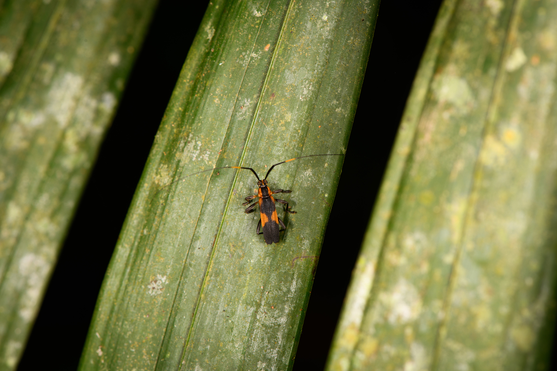Carterica tricuspis, Sani Lodge, Ecuador Tentative ID. The genus is very poorly documented yet it seems Carterica tricuspis is the only species with the yellow bands in the antennae, and it is known to occur in Ecuador. Ecuador,Ecuador 2021,Geotagged,Sani Lodge,South America,Spring,World,Yasuni National Park