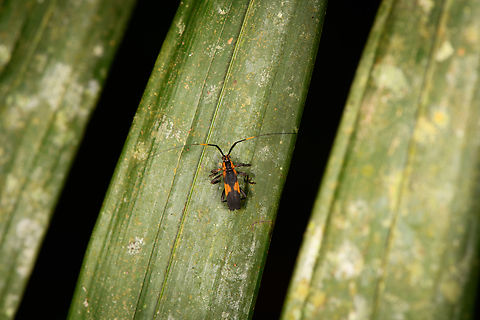 Carterica tricuspis, Sani Lodge, Ecuador Tentative ID. The genus is very poorly documented yet it seems Carterica tricuspis is the only species with the yellow bands in the antennae, and it is known to occur in Ecuador. Ecuador,Ecuador 2021,Geotagged,Sani Lodge,South America,Spring,World,Yasuni National Park