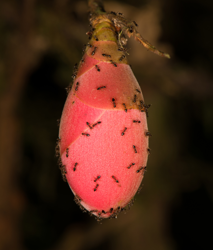 Cocktail/acrobat ants on fruit, Sani Lodge, Ecuador The ants may be in thee Crematogaster genus, which feature a heart-shaped abdomen. Ecuador,Ecuador 2021,Geotagged,Sani Lodge,South America,Spring,World,Yasuni National Park