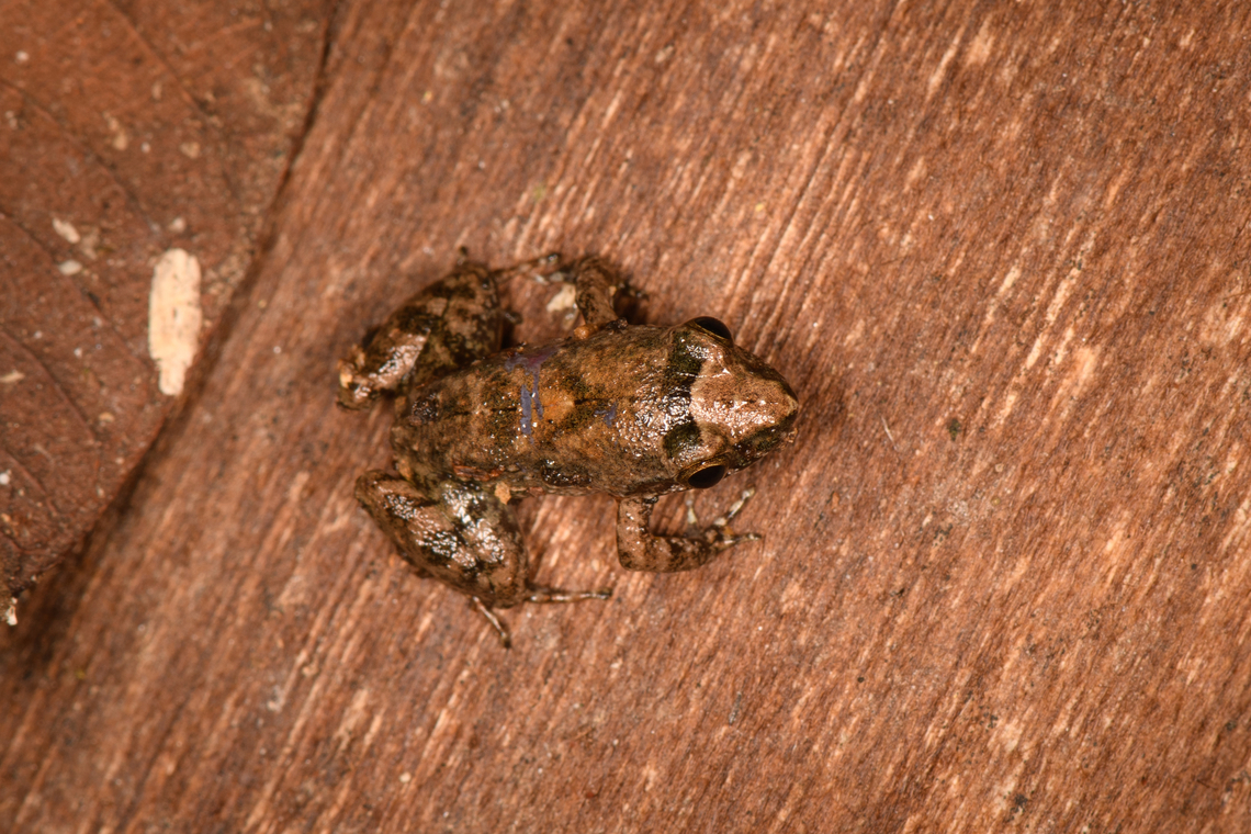 Leptodactylus discodactylus, Lodge, Ecuador ID tentative, still some discussion between experts with Leptodactylus gr. podicipinus as alternative.<br />
<figure class="photo"><a href="https://www.jungledragon.com/image/131853/leptodactylus_discodactylus_-_side_view_sani_lodge_ecuador.html" title="Leptodactylus discodactylus - side view, Sani Lodge, Ecuador"><img src="https://s3.amazonaws.com/media.jungledragon.com/images/2/131853_thumb.jpg?AWSAccessKeyId=05GMT0V3GWVNE7GGM1R2&Expires=1759968010&Signature=ZinEJA2i%2BxUFhdYPDRQCU0n3qe4%3D" width="200" height="134" alt="Leptodactylus discodactylus - side view, Sani Lodge, Ecuador ID tentative, still some discussion between experts with Leptodactylus gr. podicipinus as alternative.<br />
https://www.jungledragon.com/image/131851/small_frog_sani_lodge_ecuador.html<br />
https://www.jungledragon.com/image/131852/small_frog_-_frontal_sani_lodge_ecuador.html Ecuador,Ecuador 2021,Geotagged,Leptodactylus discodactylus,Sani Lodge,South America,Spring,Vanzolini&#039;s Amazon Frog,World,Yasuni National Park" /></a></figure><br />
<figure class="photo"><a href="https://www.jungledragon.com/image/131852/leptodactylus_discodactylus_-_frontal_sani_lodge_ecuador.html" title="Leptodactylus discodactylus - frontal, Sani Lodge, Ecuador"><img src="https://s3.amazonaws.com/media.jungledragon.com/images/2/131852_thumb.jpg?AWSAccessKeyId=05GMT0V3GWVNE7GGM1R2&Expires=1759968010&Signature=hNvRfv6ek3iB3y2165igzGt1niE%3D" width="200" height="134" alt="Leptodactylus discodactylus - frontal, Sani Lodge, Ecuador ID tentative, still some discussion between experts with Leptodactylus gr. podicipinus as alternative.<br />
https://www.jungledragon.com/image/131851/small_frog_sani_lodge_ecuador.html<br />
https://www.jungledragon.com/image/131853/small_frog_-_side_view_sani_lodge_ecuador.html Ecuador,Ecuador 2021,Geotagged,Leptodactylus discodactylus,Sani Lodge,South America,Spring,Vanzolini&#039;s Amazon Frog,World,Yasuni National Park" /></a></figure><br />
 Ecuador,Ecuador 2021,Geotagged,Leptodactylus discodactylus,Sani Lodge,South America,Spring,World,Yasuni National Park