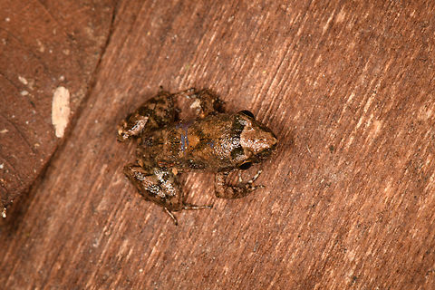 Leptodactylus discodactylus, Lodge, Ecuador ID tentative, still some discussion between experts with Leptodactylus gr. podicipinus as alternative.
https://www.jungledragon.com/image/131853/small_frog_-_side_view_sani_lodge_ecuador.html
https://www.jungledragon.com/image/131852/small_frog_-_frontal_sani_lodge_ecuador.html
 Ecuador,Ecuador 2021,Geotagged,Leptodactylus discodactylus,Sani Lodge,South America,Spring,World,Yasuni National Park