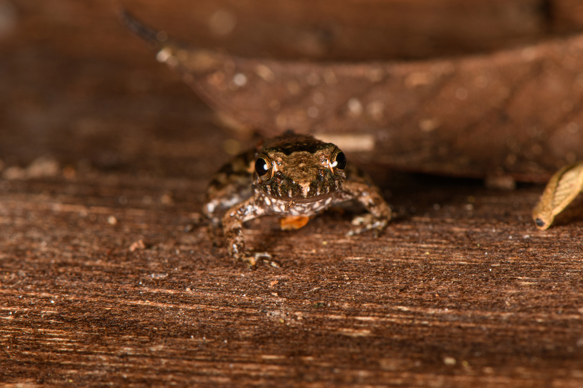 Leptodactylus discodactylus - frontal, Sani Lodge, Ecuador ID tentative, still some discussion between experts with Leptodactylus gr. podicipinus as alternative.<br />
<figure class="photo"><a href="https://www.jungledragon.com/image/131851/leptodactylus_discodactylus_lodge_ecuador.html" title="Leptodactylus discodactylus, Lodge, Ecuador"><img src="https://s3.amazonaws.com/media.jungledragon.com/images/2/131851_thumb.jpg?AWSAccessKeyId=05GMT0V3GWVNE7GGM1R2&Expires=1759968010&Signature=aw8G0Wd9twrEBXBtLYd1D4SpDBo%3D" width="200" height="134" alt="Leptodactylus discodactylus, Lodge, Ecuador ID tentative, still some discussion between experts with Leptodactylus gr. podicipinus as alternative.<br />
https://www.jungledragon.com/image/131853/small_frog_-_side_view_sani_lodge_ecuador.html<br />
https://www.jungledragon.com/image/131852/small_frog_-_frontal_sani_lodge_ecuador.html<br />
 Ecuador,Ecuador 2021,Geotagged,Leptodactylus discodactylus,Sani Lodge,South America,Spring,World,Yasuni National Park" /></a></figure><br />
<figure class="photo"><a href="https://www.jungledragon.com/image/131853/leptodactylus_discodactylus_-_side_view_sani_lodge_ecuador.html" title="Leptodactylus discodactylus - side view, Sani Lodge, Ecuador"><img src="https://s3.amazonaws.com/media.jungledragon.com/images/2/131853_thumb.jpg?AWSAccessKeyId=05GMT0V3GWVNE7GGM1R2&Expires=1759968010&Signature=ZinEJA2i%2BxUFhdYPDRQCU0n3qe4%3D" width="200" height="134" alt="Leptodactylus discodactylus - side view, Sani Lodge, Ecuador ID tentative, still some discussion between experts with Leptodactylus gr. podicipinus as alternative.<br />
https://www.jungledragon.com/image/131851/small_frog_sani_lodge_ecuador.html<br />
https://www.jungledragon.com/image/131852/small_frog_-_frontal_sani_lodge_ecuador.html Ecuador,Ecuador 2021,Geotagged,Leptodactylus discodactylus,Sani Lodge,South America,Spring,Vanzolini&#039;s Amazon Frog,World,Yasuni National Park" /></a></figure> Ecuador,Ecuador 2021,Geotagged,Leptodactylus discodactylus,Sani Lodge,South America,Spring,Vanzolini's Amazon Frog,World,Yasuni National Park
