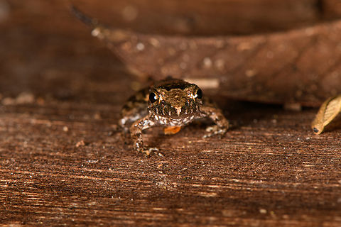 Leptodactylus discodactylus - frontal, Sani Lodge, Ecuador ID tentative, still some discussion between experts with Leptodactylus gr. podicipinus as alternative.
https://www.jungledragon.com/image/131851/small_frog_sani_lodge_ecuador.html
https://www.jungledragon.com/image/131853/small_frog_-_side_view_sani_lodge_ecuador.html Ecuador,Ecuador 2021,Geotagged,Leptodactylus discodactylus,Sani Lodge,South America,Spring,Vanzolini's Amazon Frog,World,Yasuni National Park