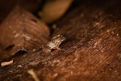 Leptodactylus discodactylus - side view, Sani Lodge, Ecuador ID tentative, still some discussion between experts with Leptodactylus gr. podicipinus as alternative.
https://www.jungledragon.com/image/131851/small_frog_sani_lodge_ecuador.html
https://www.jungledragon.com/image/131852/small_frog_-_frontal_sani_lodge_ecuador.html Ecuador,Ecuador 2021,Geotagged,Leptodactylus discodactylus,Sani Lodge,South America,Spring,Vanzolini's Amazon Frog,World,Yasuni National Park