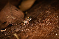 Leptodactylus discodactylus - side view, Sani Lodge, Ecuador ID tentative, still some discussion between experts with Leptodactylus gr. podicipinus as alternative.<br />
https://www.jungledragon.com/image/131851/small_frog_sani_lodge_ecuador.html<br />
https://www.jungledragon.com/image/131852/small_frog_-_frontal_sani_lodge_ecuador.html Ecuador,Ecuador 2021,Geotagged,Leptodactylus discodactylus,Sani Lodge,South America,Spring,Vanzolini's Amazon Frog,World,Yasuni National Park