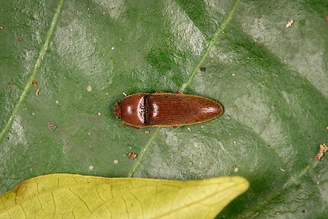 Click beetle (Melanotus sp.), Sani Lodge, Ecuador  Ecuador,Ecuador 2021,Geotagged,Sani Lodge,South America,Spring,World,Yasuni National Park