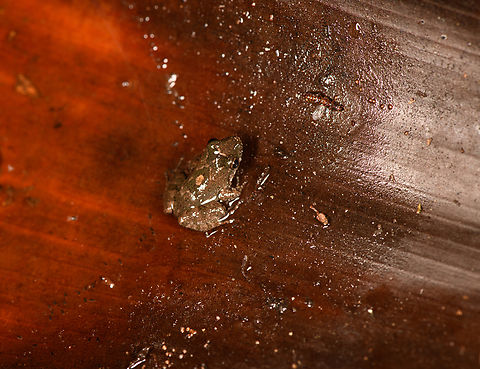 Leptodactylus petersii - closeup, Sani Lodge, Ecuador Juvenile. Tentative ID based on expert input.
These were found in a natural pool: a large cup-shaped dead leaf on the floor that filled with rain water.
https://www.jungledragon.com/image/131856/small_amphibian_sani_lodge_ecuador.html Ecuador,Ecuador 2021,Geotagged,Leptodactylus petersi,Leptodactylus petersii,Sani Lodge,South America,Spring,World,Yasuni National Park
