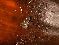 Leptodactylus petersii - closeup, Sani Lodge, Ecuador Juvenile. Tentative ID based on expert input.<br />
These were found in a natural pool: a large cup-shaped dead leaf on the floor that filled with rain water.<br />
https://www.jungledragon.com/image/131856/small_amphibian_sani_lodge_ecuador.html Ecuador,Ecuador 2021,Geotagged,Leptodactylus petersi,Leptodactylus petersii,Sani Lodge,South America,Spring,World,Yasuni National Park