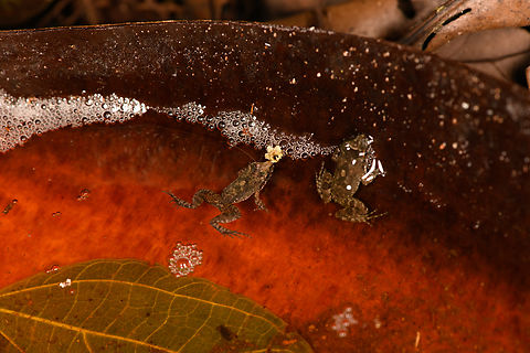 Leptodactylus petersii, Sani Lodge, Ecuador Juvenile. Tentative ID based on expert input.
These were found in a natural pool: a large cup-shaped dead leaf on the floor that filled with rain water.
https://www.jungledragon.com/image/131855/small_amphibian_-_closeup_sani_lodge_ecuador.html Ecuador,Ecuador 2021,Geotagged,Leptodactylus petersi,Leptodactylus petersii,Sani Lodge,South America,Spring,World,Yasuni National Park