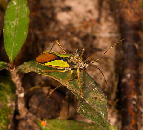 Euagona diana, Sani Lodge, Ecuador https://www.jungledragon.com/image/131858/euagona_diana_-_back_side_sani_lodge_ecuador.html Ecuador,Ecuador 2021,Euagona diana,Geotagged,Sani Lodge,South America,Spring,World,Yasuni National Park