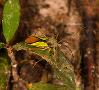 Euagona diana, Sani Lodge, Ecuador https://www.jungledragon.com/image/131858/euagona_diana_-_back_side_sani_lodge_ecuador.html Ecuador,Ecuador 2021,Euagona diana,Geotagged,Sani Lodge,South America,Spring,World,Yasuni National Park