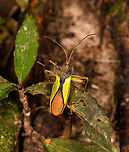 Euagona diana - back side, Sani Lodge, Ecuador https://www.jungledragon.com/image/131857/euagona_diana_sani_lodge_ecuador.html Ecuador,Ecuador 2021,Euagona diana,Geotagged,Sani Lodge,South America,Spring,World,Yasuni National Park