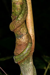 Strangler fig, Sani Lodge, Ecuador Section of a strangler fig (I think) really taking the strangling part serious. Ecuador,Ecuador 2021,Geotagged,Sani Lodge,South America,Spring,World,Yasuni National Park